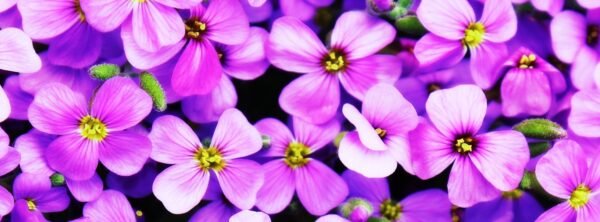 Close-up of vivid purple flowers blooming in nature, showcasing delicate petals and bright colors.