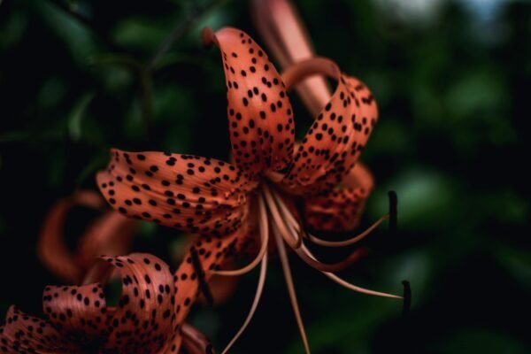 A detailed close-up shot of a blooming tiger lily flower with striking polka dot petals.