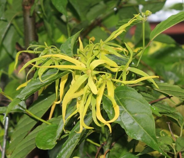 ylang-ylang flower, smell, yellow, aromatherapy, plant