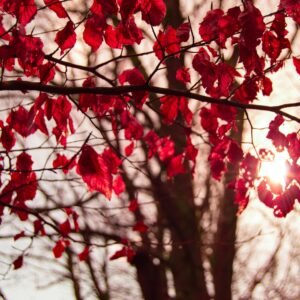 Close-up of red autumn leaves with sunlight filtering through, creating a warm seasonal ambiance.