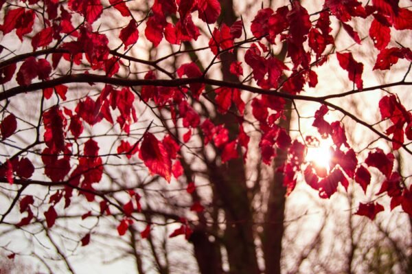 Close-up of red autumn leaves with sunlight filtering through, creating a warm seasonal ambiance.