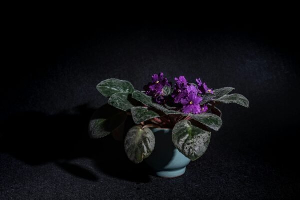 Striking African violet blooms in a ceramic pot against a deep black backdrop, showcasing vibrant violets.