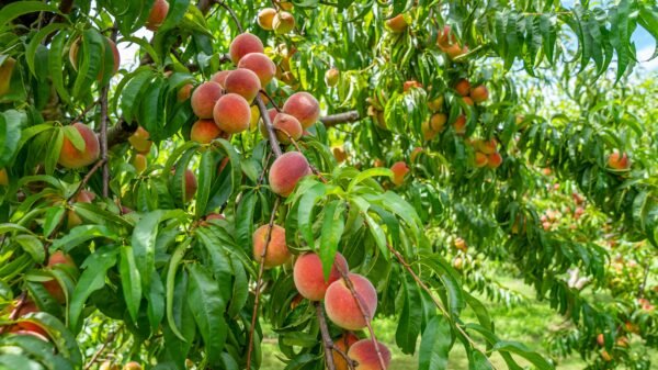 Luscious peaches hanging from branches in a North Carolina orchard.