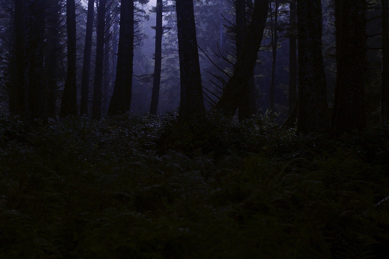 forest, wilderness, night, midnight, trees, woods, woodland, nature, horror, creepy, scary, dark, darkness, horror, horror, horror, horror, horror, creepy, scary, dark