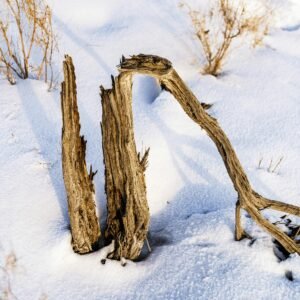 Weathered driftwood surrounded by snow, showcasing a serene winter scene.