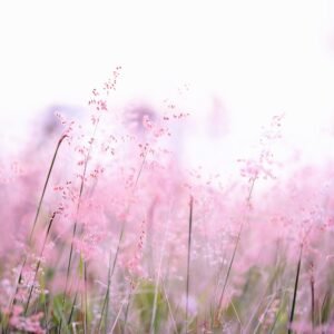 Delicate pink wildflowers softly swaying in a sunlit field, creating a tranquil and dreamy atmosphere.