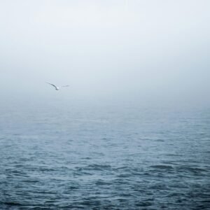 A solitary seagull glides over fog-covered waters in Halifax, creating a serene oceanic scene.