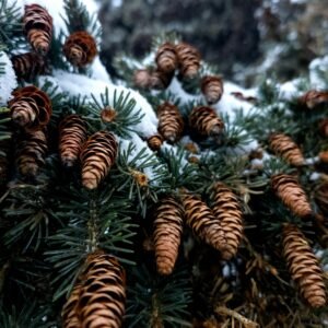 Close-up of snow-dusted pine cones on an evergreen branch, capturing a wintery forest feel.